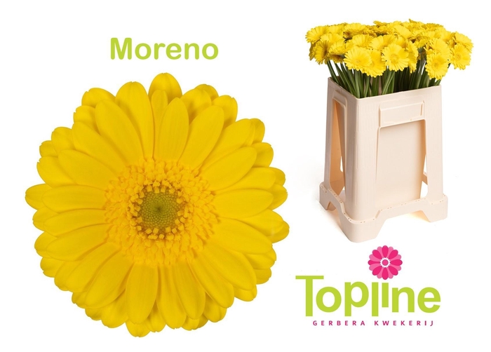 <h4>GE MI MORENO</h4>
