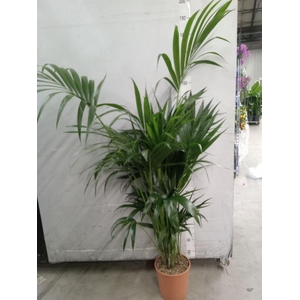 Howea forsteriana