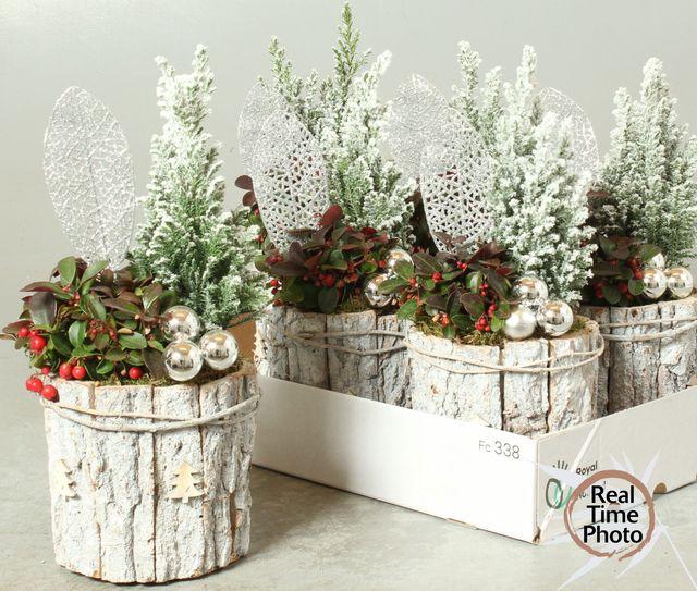 <h4>ARR BARK WHITE X6</h4>