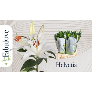 LI OR HELVETIA