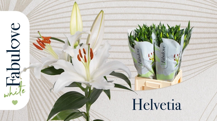 <h4>LI OR HELVETIA</h4>