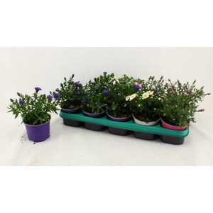 Aster D Al Ligh Pink