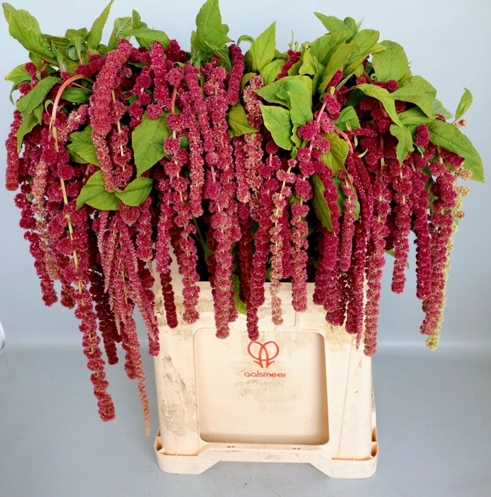 <h4>Amaranthus Hang Rosary Koot</h4>