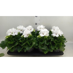 Pelargonium gran.   ..