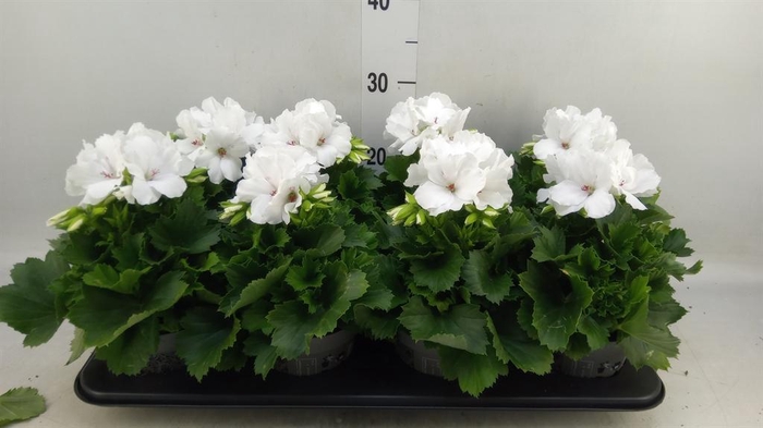 <h4>Pelargonium gran.   ..</h4>