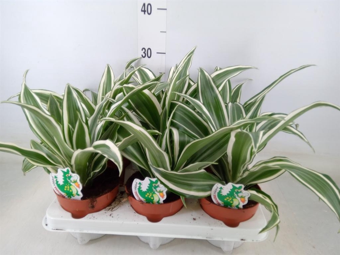 <h4>Dracaena ...mix</h4>