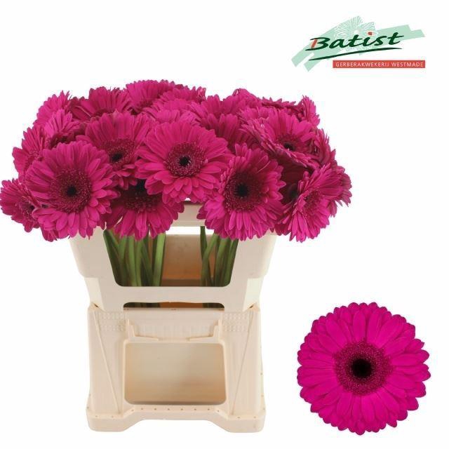 <h4>GERBERA BON DIA</h4>
