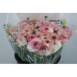 Ran Cloni Sup Felicidade