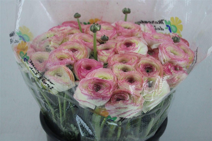 <h4>Ran Cloni Sup Felicidade</h4>