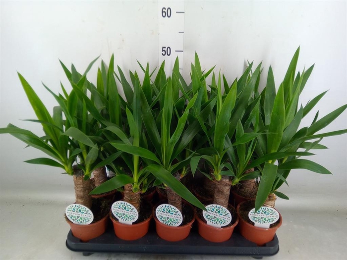 <h4>Yucca   ...</h4>