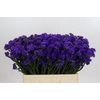Limonium sinuatum Navy Sun Birds