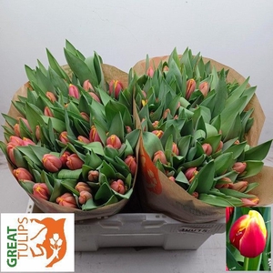 Tulipa si furand dream