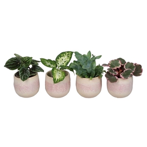 L 67340  Green MIX 6 cm