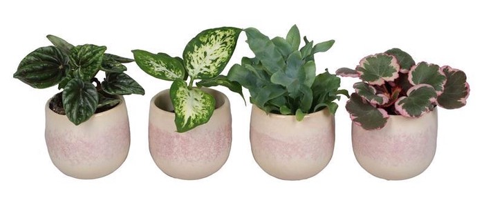 <h4>L 67340  Green MIX 6 cm</h4>