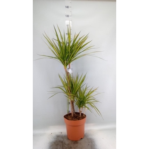 Dracaena marg. 'Sunray'
