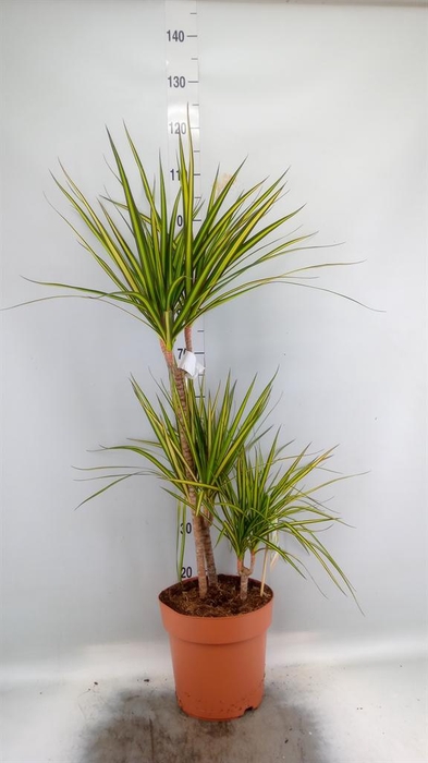 <h4>Dracaena marg. 'Sunray'</h4>