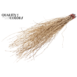 Birch 70cm 10stems per bunch Antique Gold