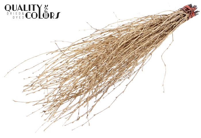 Birch 70cm 10stems per bunch Antique Gold