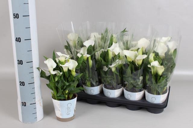 <h4>ZANT CAPT FRESCO</h4>