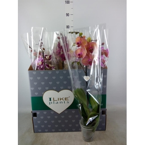 Phalaenopsis   ...mix