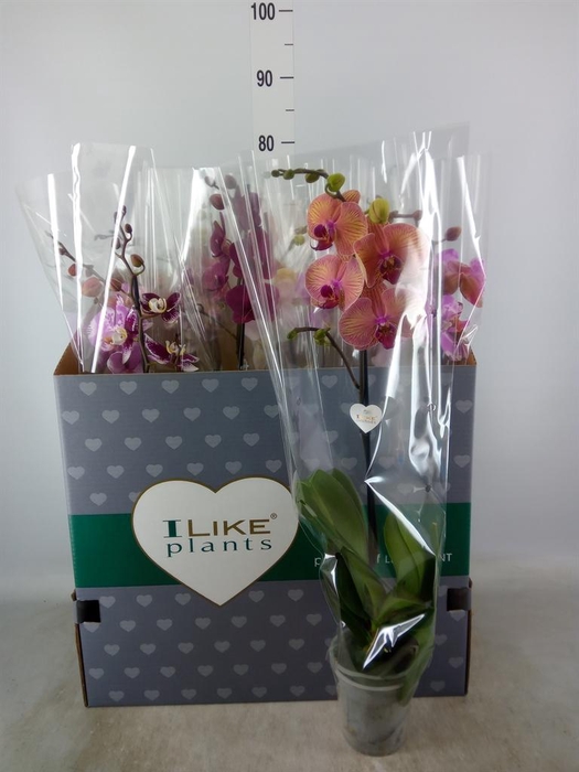 <h4>Phalaenopsis   ...mix</h4>