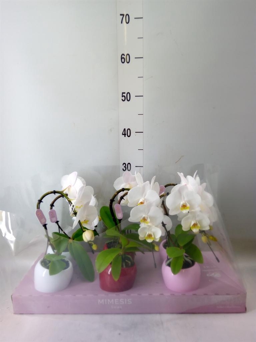 <h4>Phalaenopsis ...white</h4>