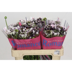 Ranunculus Brushmark Estrada