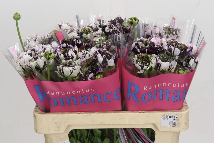 <h4>Ranunculus Brushmark Estrada</h4>