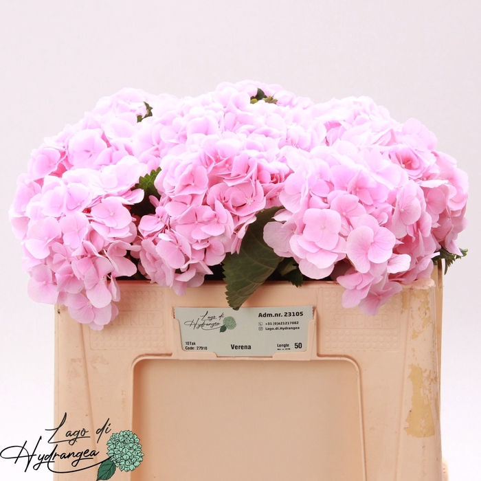 <h4>Hydr Verena Pink De Munck</h4>