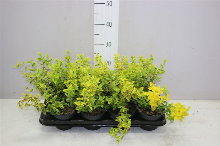 <h4>Euonymus Emeral Goud</h4>