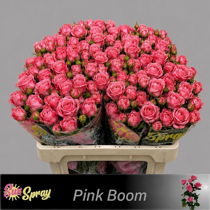 <h4>R TR PINK BOOM</h4>