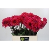 Dahlia Pink Punk