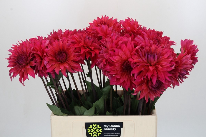 Dahlia Pink Punk