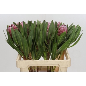 Protea Pink Ice