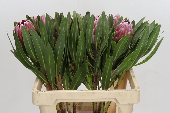 <h4>Protea Pink Ice</h4>