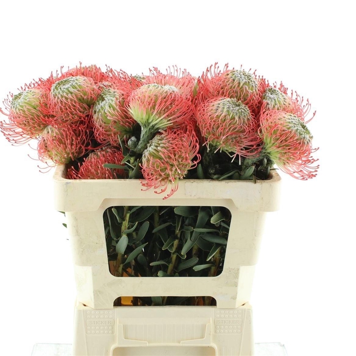 <h4>LEUCO AYOBA PINK</h4>