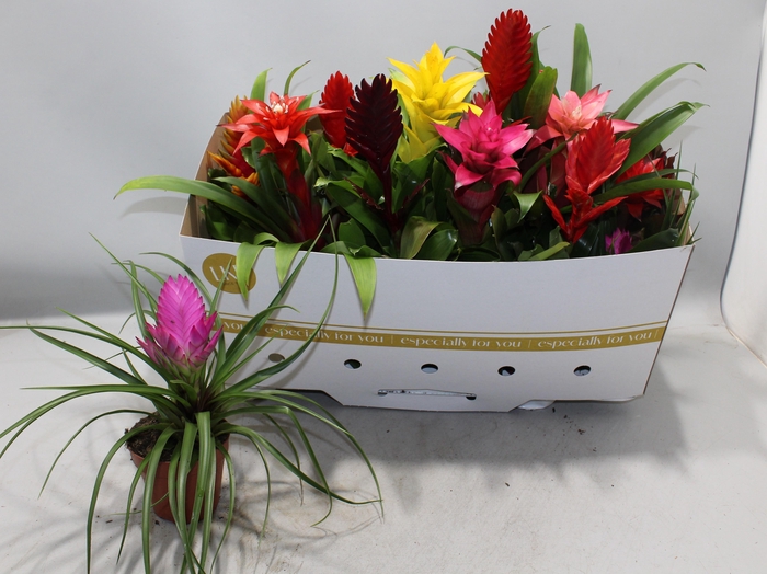 <h4>BROMELIA GEM</h4>