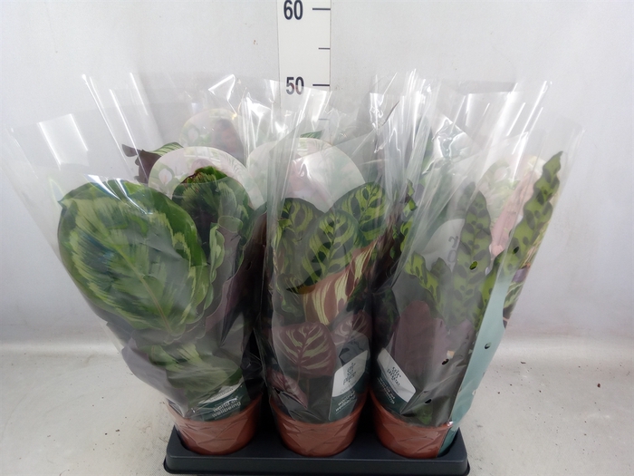 <h4>Calathea   ...mix</h4>