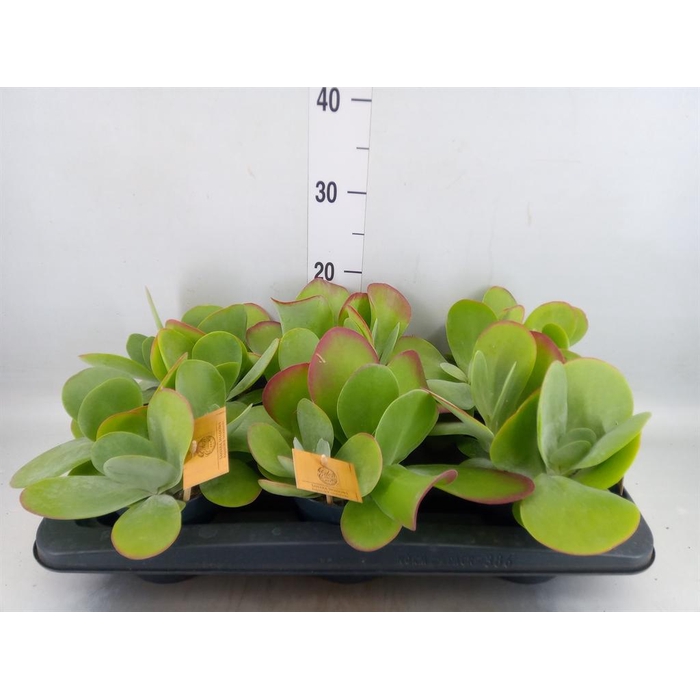 <h4>Kalanchoe NF thyrsiflora</h4>