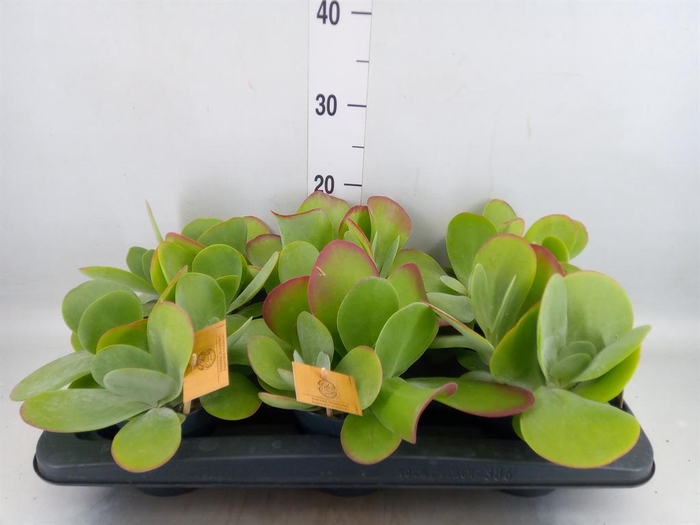 <h4>Kalanchoe NF thyrsiflora</h4>