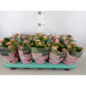 Kalanchoe blos. 'Serenity Softpink'