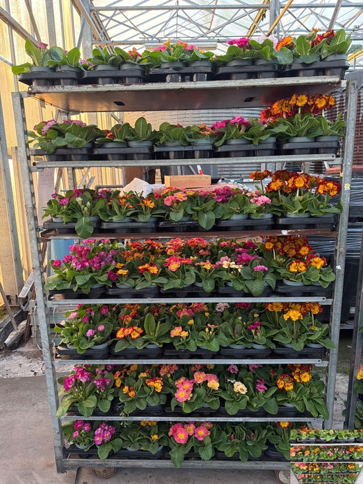 <h4>PRIM AC MIXKAR</h4>