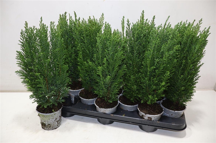 <h4>Cham L Ellwoodii</h4>