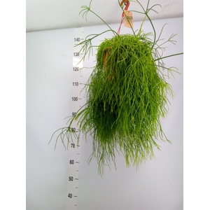 Rhipsalis baccifera 'Oasis'