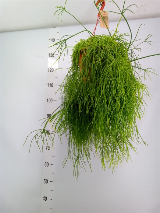 <h4>Rhipsalis baccifera 'Oasis'</h4>