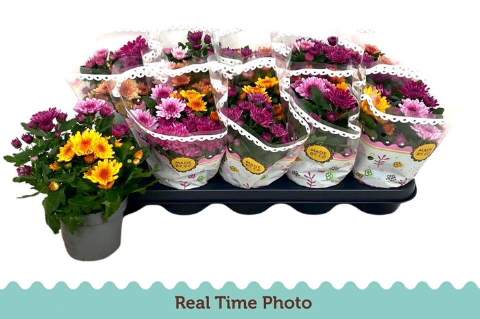 <h4>CHRYS GEM IN POT</h4>