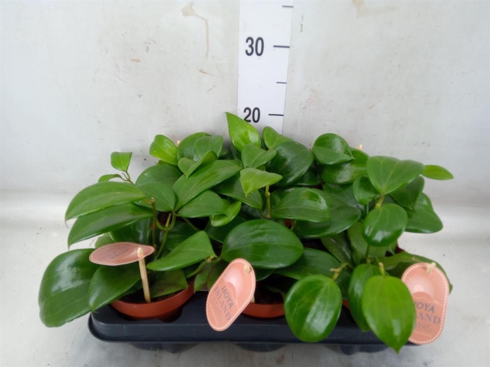 <h4>Hoya quinquenervia</h4>