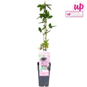 Passiflora Purple Haze P15