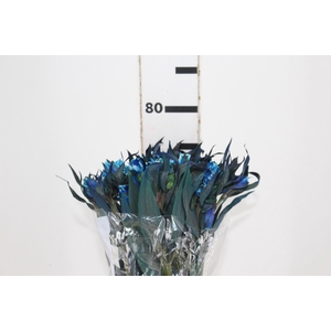 ALSTROEMERIA TINGIDA 080 CM AZUL