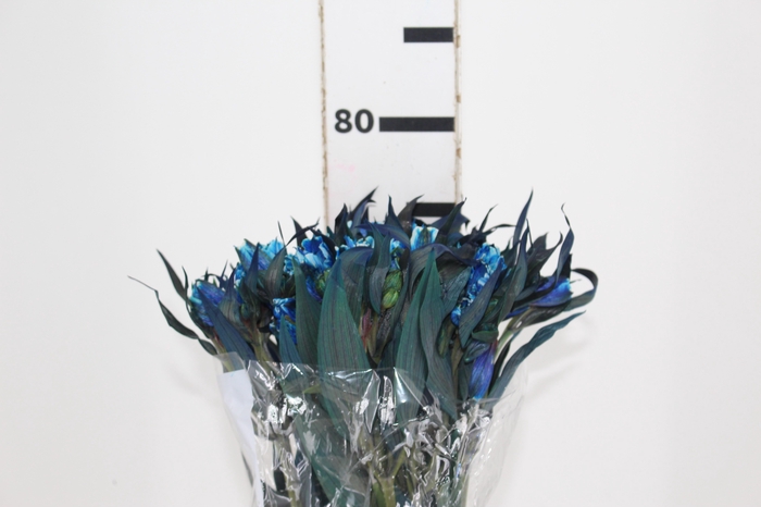 <h4>ALSTROEMERIA TINGIDA 080 CM AZUL</h4>
